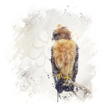 Digital Painting Of Red Shouldered Hawk