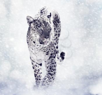 Digital Painting Of Leopard Walkind in the Snow