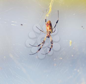 Banana Spider on Its Web in Florida Wetlands