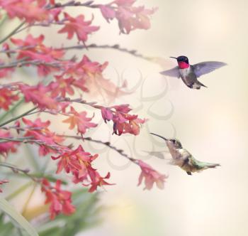 Two Hummingbirds and Red Flowers