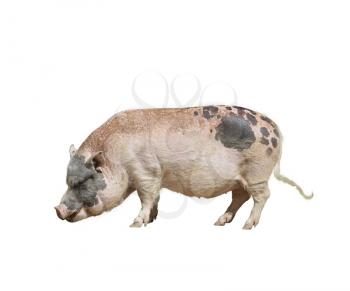 Farm Pink and Black Pig isolated on white background