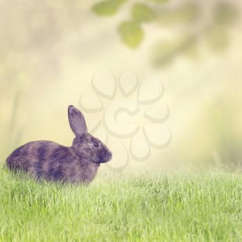Rabbit Sitting in the Grass