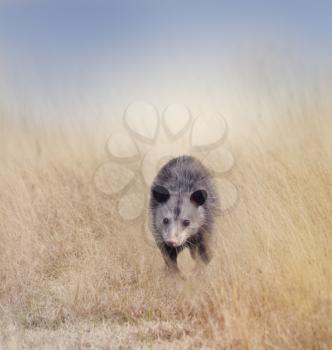 Opossum Walking in Tall Grass