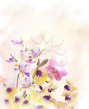 Colorful Orchid Flowers for Background
