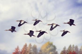 Flock of Black-bellied Whistling Ducks 