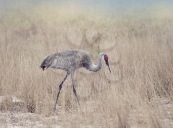 Sandhill Cranes Walking through Tall Grass