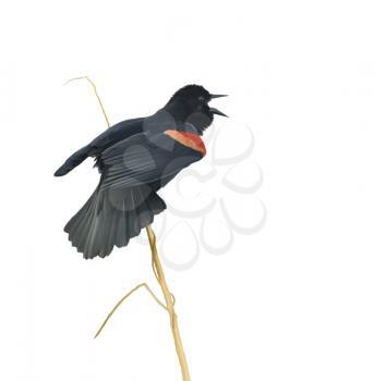 Digital Painting of Male Red-winged Blackbird on White Background