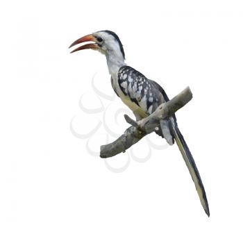 Digital Painting of Western Red-billed Hornbill