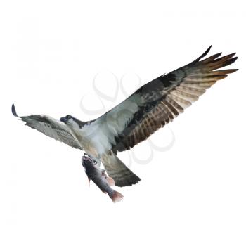 Digital Painting of Osprey with Fish in Flight,isolated on white