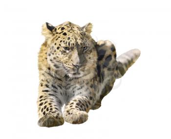 Digital Painting of Leopard Portrait isolated on white background