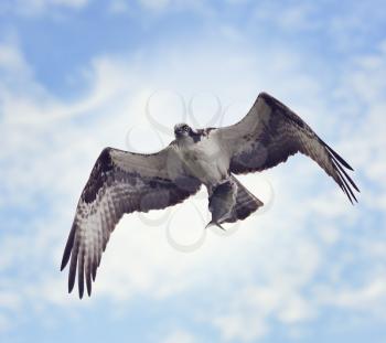 Osprey with Fish Against the Blue Sky