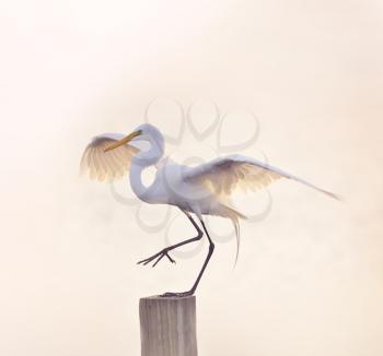 Snowy Egret with Spreaded Wings