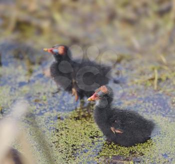 Common Moorhen Chicks in Florida Wetlands