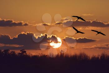 Sunset Over Trees with Sandhill Cranes