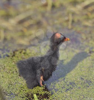 Common Moorhen Chick in Florida Wetlands