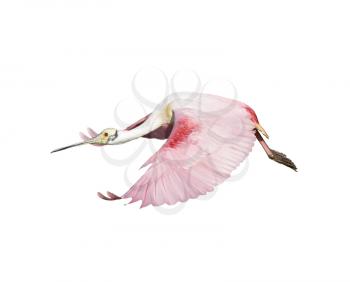 Roseate Spoonbill in Flight isolated on white background