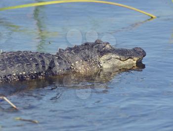 Large Florida Alligator in the Pond