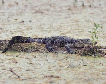 Young Florida Alligator on a Log