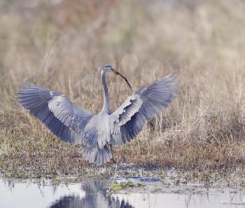 Great Blue Heron Catches a  Snake  in Florida Wetland