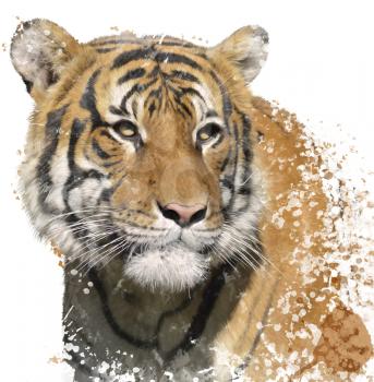Digital Painting of Tiger Portrait 