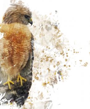 Digital Painting Of Red Shouldered Hawk