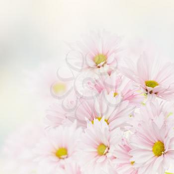Pink Flowers Bloom for Background