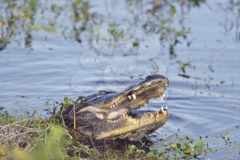 Wild Florida Alligator Eating a Fish