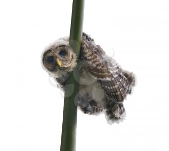 Barred Owlet Perches on a Branch, isolated on white background