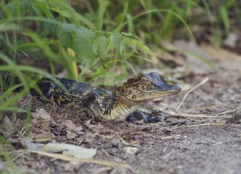 Small Florida Alligator on a Path
