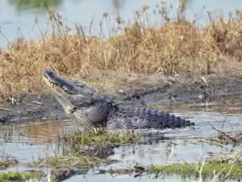 Large Bull Male Alligator Calls for a Mate in Florida Swamp