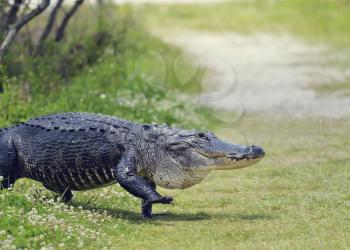 Large Florida Alligator Walking on a Trail