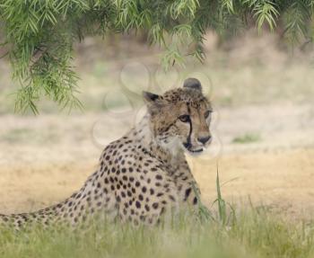Cheetah  Resting in a Shady Spot