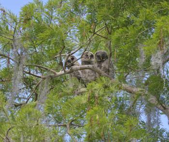 Three Barred Owlets Perching on a Branch
