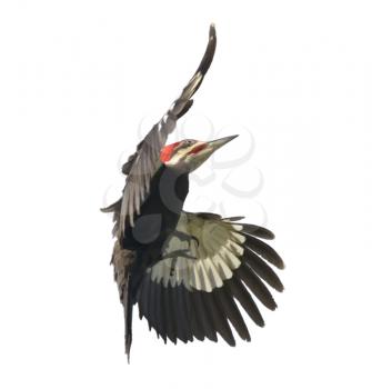 Digital Painting of  Pileated Woodpecker
