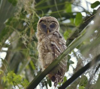  Barred Owlet Perches on a Branch