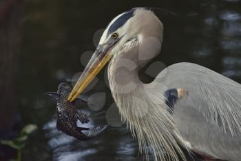 Great Blue Heron with a Fish
