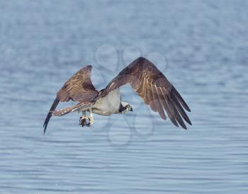 Osprey Eagle Fishing in Florida Wetlands