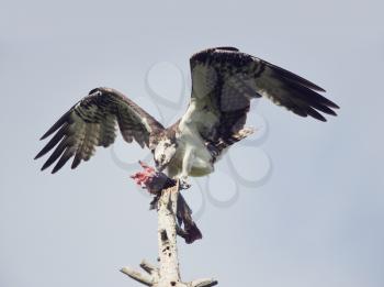 Osprey Feeding On Fish On A Tree