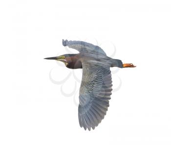 Green Heron in Flight isolated on white background