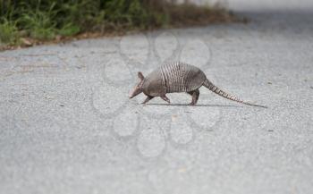 wild armadillo crossing a road in Florida