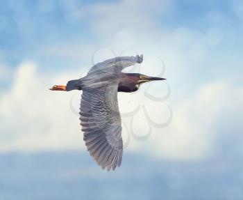 Green Heron in Flight against a blue sky