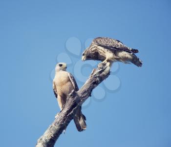 Two Red Shouldered Hawks perching, adult and immature one
