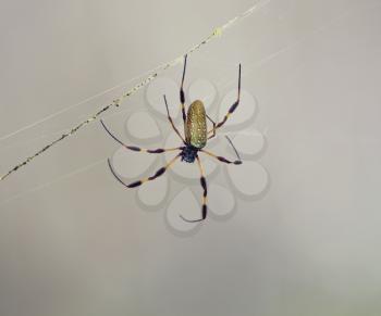 Golden Silk Orb Weaver Spider in Florida