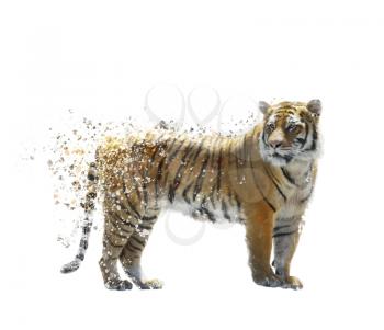Digital Painting of Tiger on White background