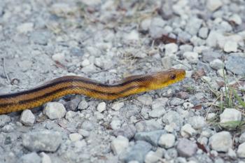 Yellow Rat Snake in Florida Wetlands