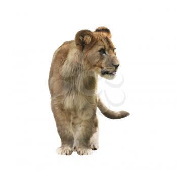 Digital Painting of Lion Cub isolated on white background