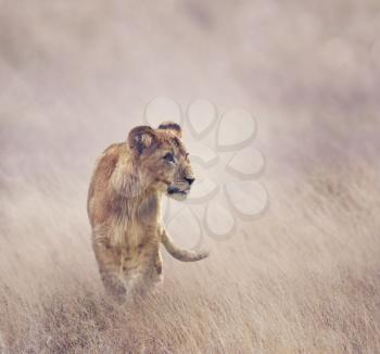 Lion Cub walking on grass