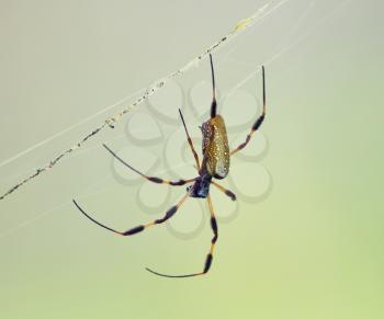 Golden Silk Orb Weaver Spider in Florida