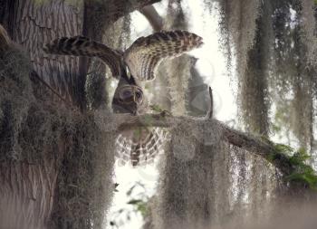 Barred Owlet stretching its wings