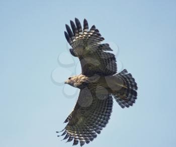 Young Red Shouldered Hawk in Flight